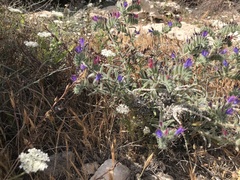 Echium angustifolium