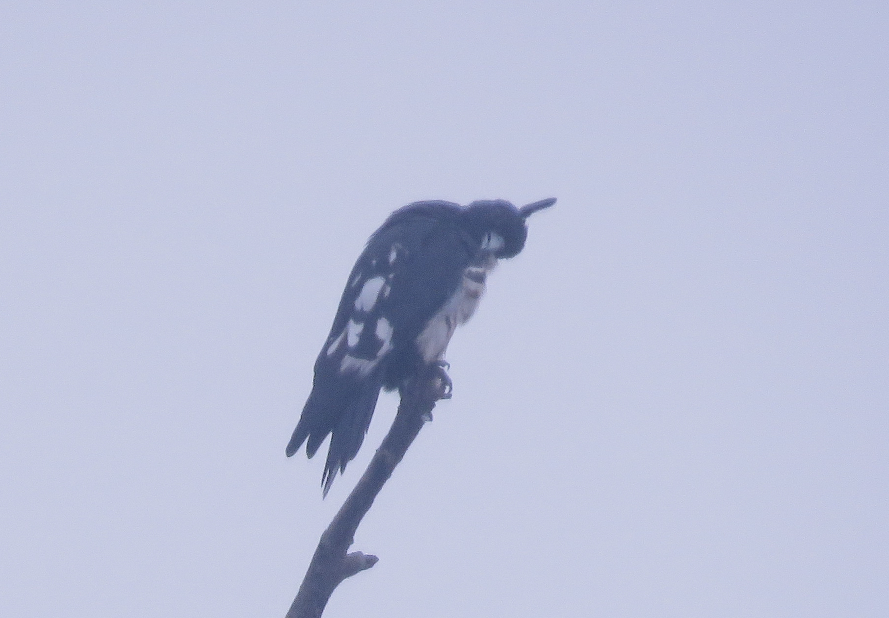 Black Baza