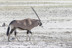 Gemsbok photo 1