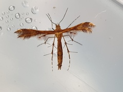 Pterophoridae