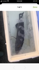 Mycteroperca microlepis