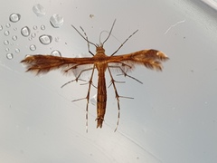 Pterophoridae