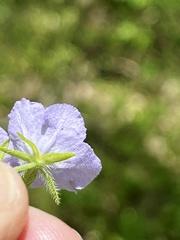 Phacelia gilioides