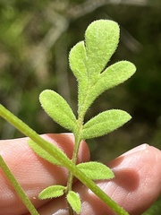 Phacelia gilioides