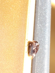 Xantholobus