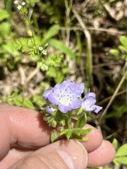 Phacelia gilioides