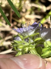 Phacelia gilioides