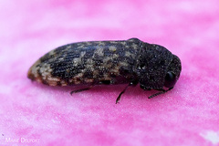 Acmaeodera ruficaudis
