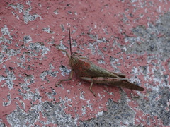 Anacridium flavescens