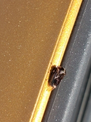 Xantholobus