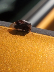Xantholobus
