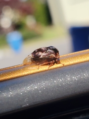 Xantholobus