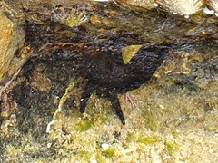 Scutus