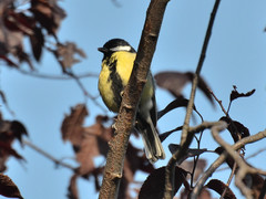 Parus major