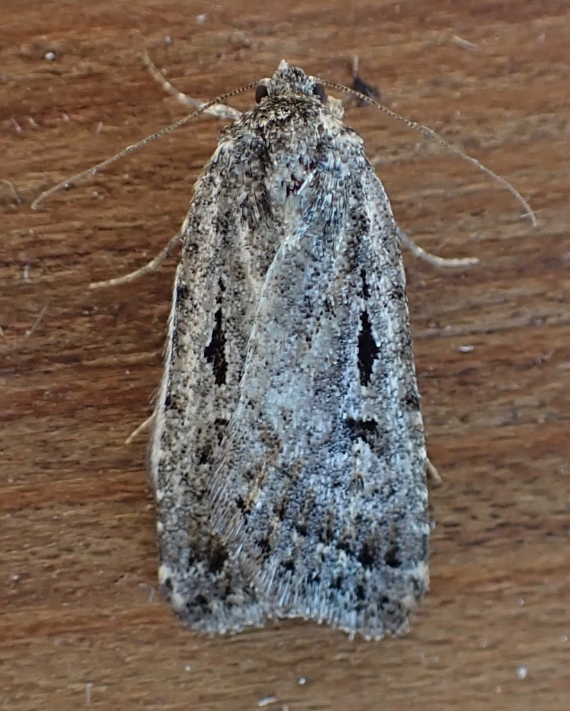Caradrina atrostriga