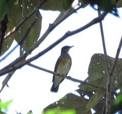Turdus dissimilis