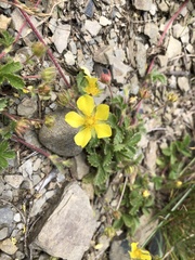Potentilla matsumurae