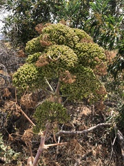 Ferula melitensis
