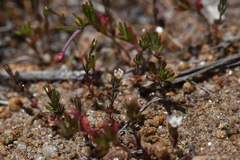 Leptosiphon pygmaeus