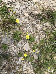 Potentilla matsumurae