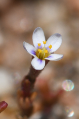 Leptosiphon pygmaeus