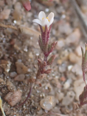 Leptosiphon pygmaeus