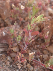 Leptosiphon pygmaeus