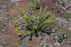 Euphorbia lurida