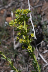 Euphorbia lurida