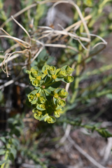 Euphorbia lurida