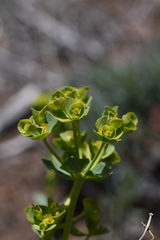 Euphorbia lurida