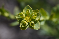 Euphorbia lurida
