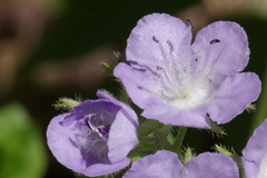 Phacelia gilioides