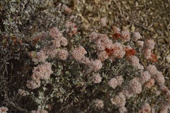 Eriogonum pondii