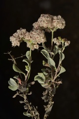 Eriogonum pondii