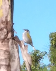 Phaenicophilus palmarum