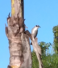 Phaenicophilus palmarum