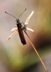 Acraea terpsicore