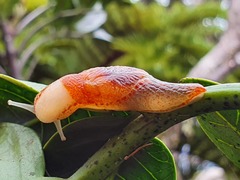 Parmellops perspicuus