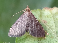 Loxostegopsis merrickalis