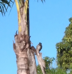 Phaenicophilus palmarum