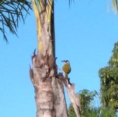 Phaenicophilus palmarum