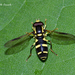 Superb Ant-hill Hoverfly - Photo (c) Marcello Consolo, some rights reserved (CC BY-NC-SA)