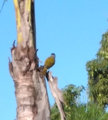 Phaenicophilus palmarum