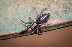 Poecilochroa