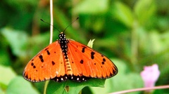 Acraea terpsicore