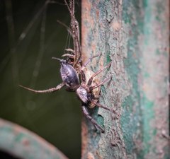 Poecilochroa
