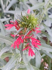Lobelia cardinalis