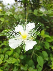 Capparis grandiflora