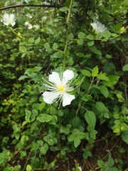 Capparis grandiflora